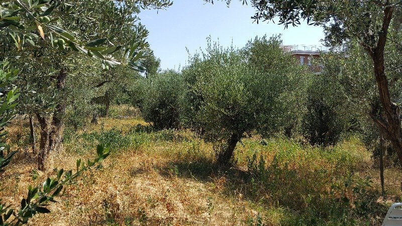 Ceriale terreno agricolo a Savona in Vendita