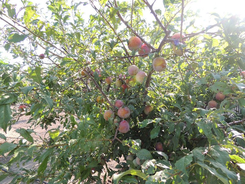 Cabras frutteto orticello a Oristano in Vendita