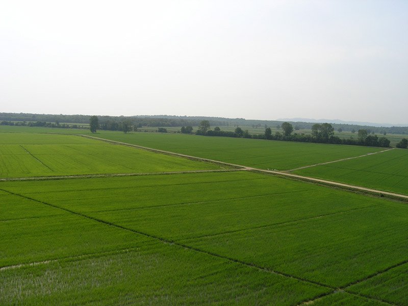 Vercelli azienda agricola a riso a Vercelli in Vendita