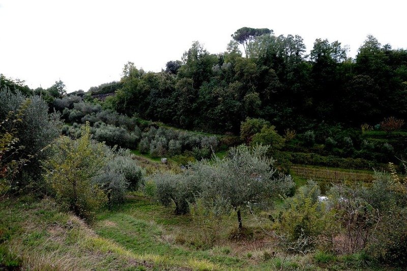 Terreno agricolo zona Valdera localit Treggiaia a Pisa in Vendita