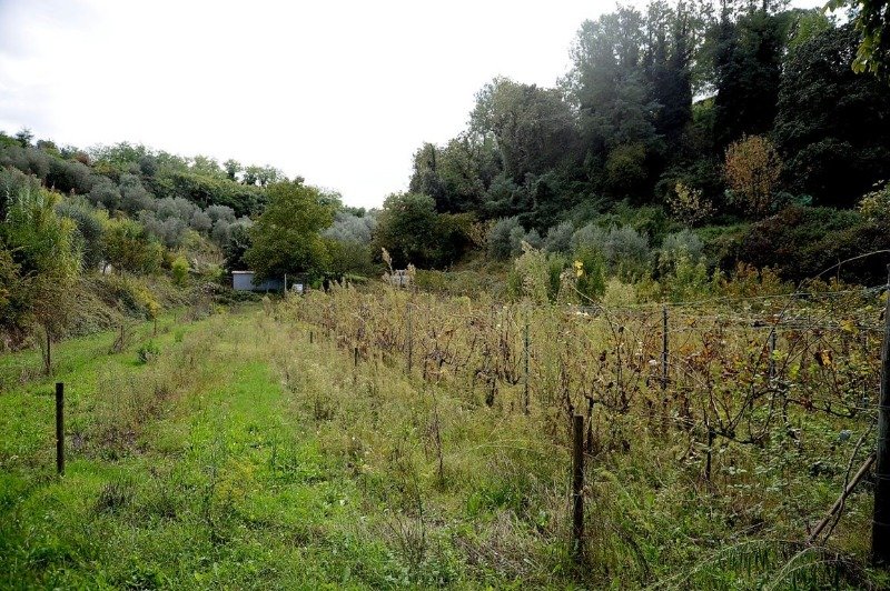 Terreno agricolo zona Valdera localit Treggiaia a Pisa in Vendita