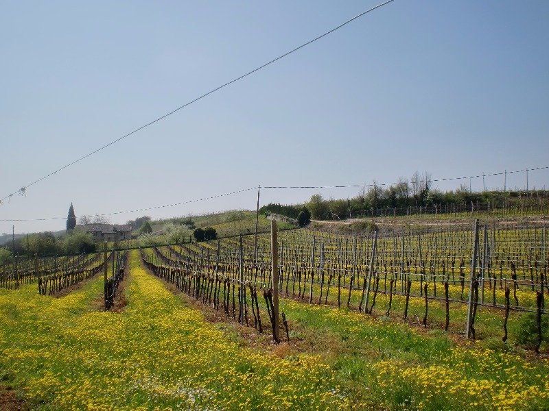 Vicenza zone collinari aziende agrituristiche a Vicenza in Vendita