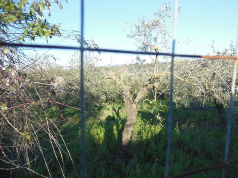 Castagnetta terreno agricolo a Roma in Vendita