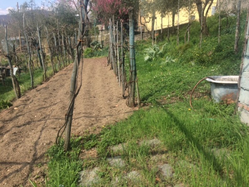Bagnone casa immersa nel verde tra ulivi e viti a Massa-Carrara in Vendita