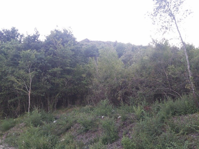 Caiazzo terreno bosco ceduo a Caserta in Vendita