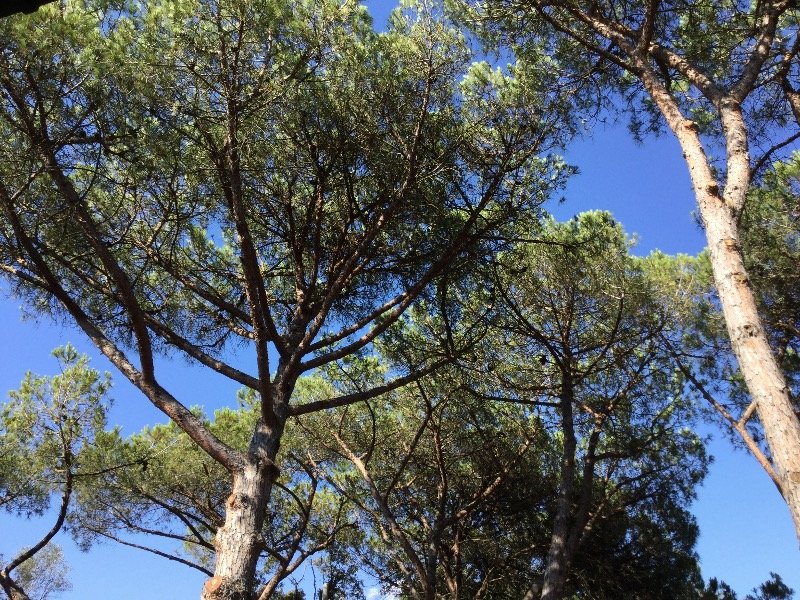 Sabaudia villa tra gli alberi a Latina in Affitto