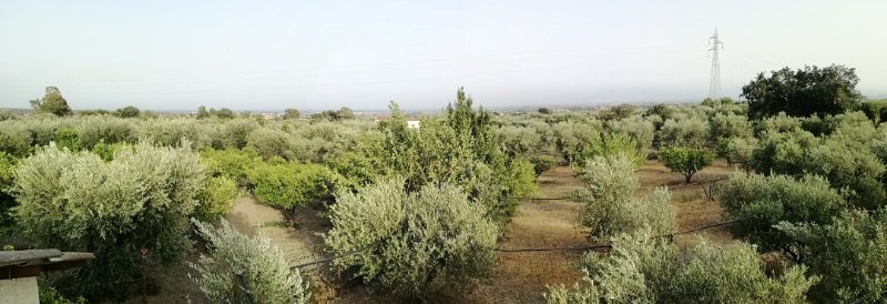 Terreno in comune di Cerchiara di Calabria a Cosenza in Vendita