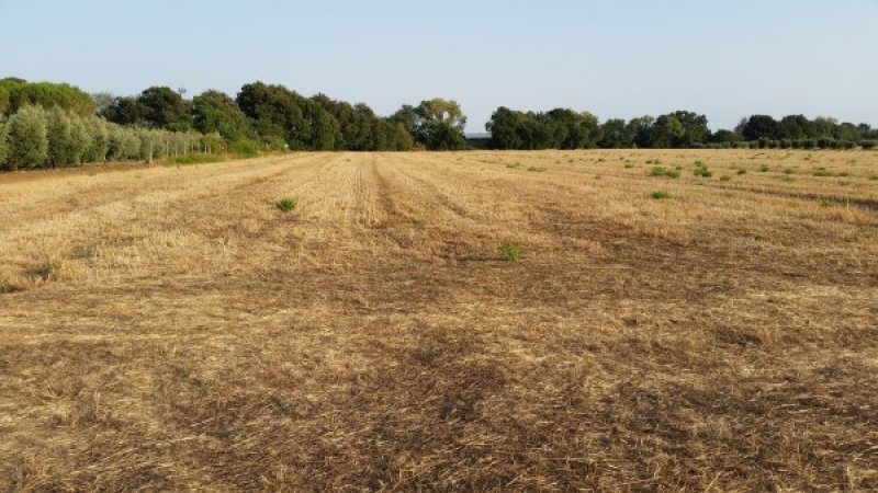 Rosignano Marittimo terreno agricolo in pianura a Livorno in Vendita