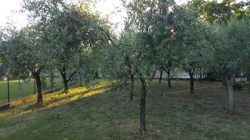 Chiaravalle terreno agricolo provvisto di capanno a Ancona in Vendita