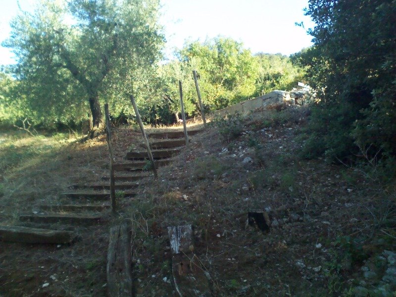 San Nicandro Garganico oliveto a Foggia in Vendita