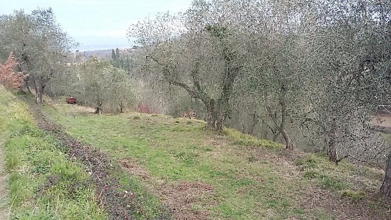 Pontedera terreno agricolo in zona collinare a Pisa in Vendita