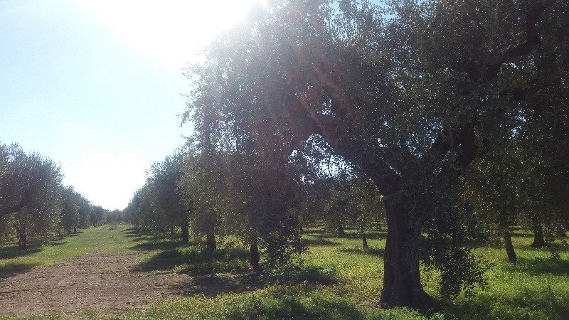San Severo oliveto a Foggia in Vendita