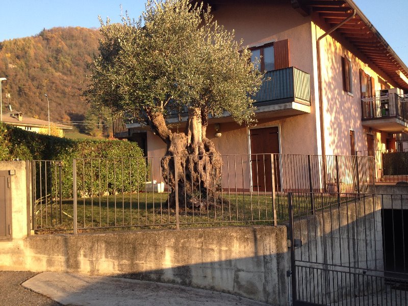 Berzo San Fermo unit immobiliare a Bergamo in Affitto