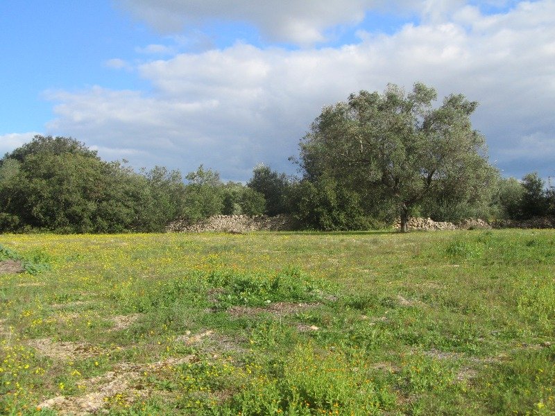 Lizzanello nel cuore del Salento terreno agricolo a Lecce in Vendita