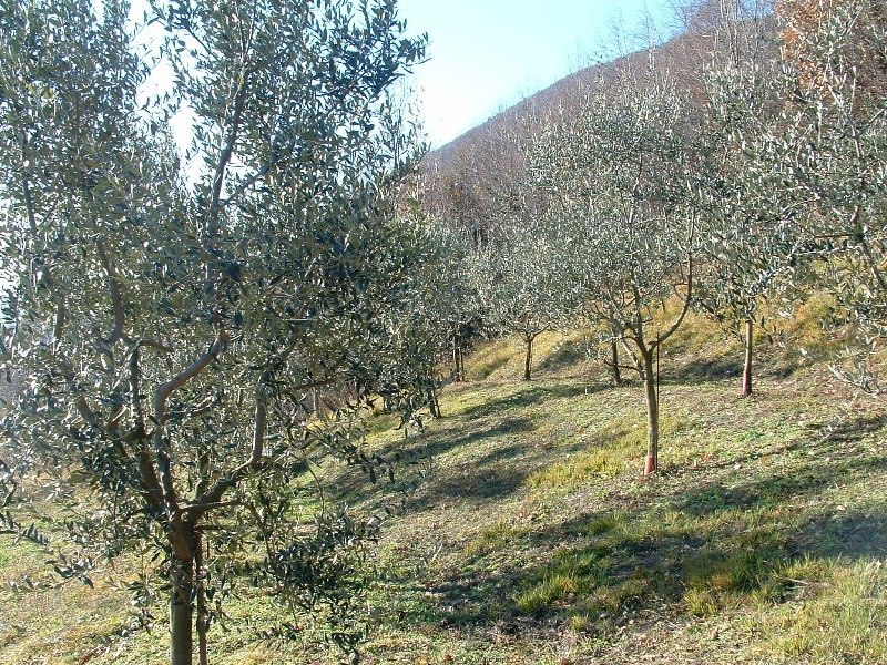 Botticino terreno agricolo a Brescia in Vendita