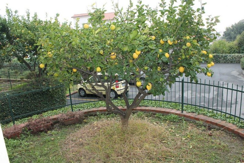 Pietra Ligure trilocale con giardino e box auto a Savona in Vendita