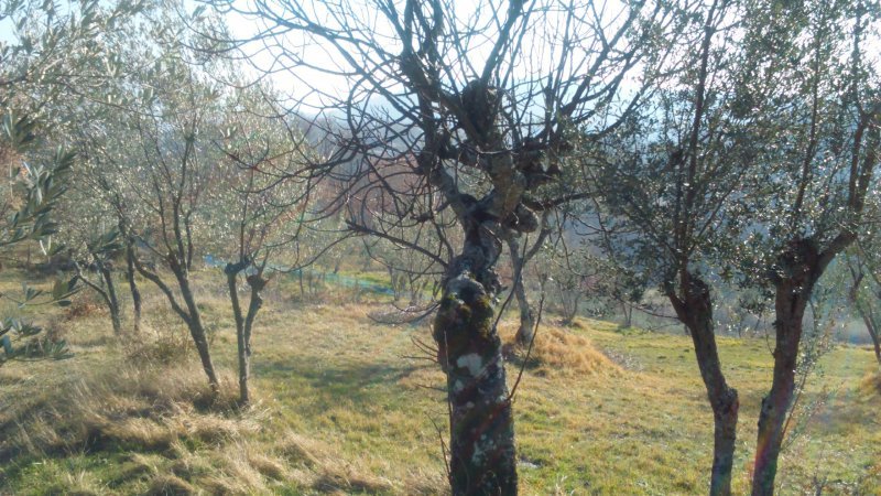 Arpino terreno panoramico a Frosinone in Vendita