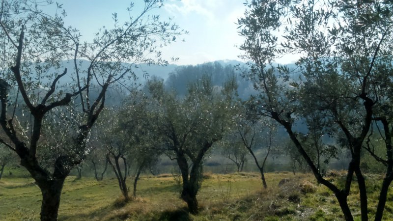 Arpino terreno panoramico a Frosinone in Vendita