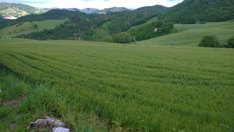 Sarsina ampio casolare rustico con terreno a Forli-Cesena in Vendita