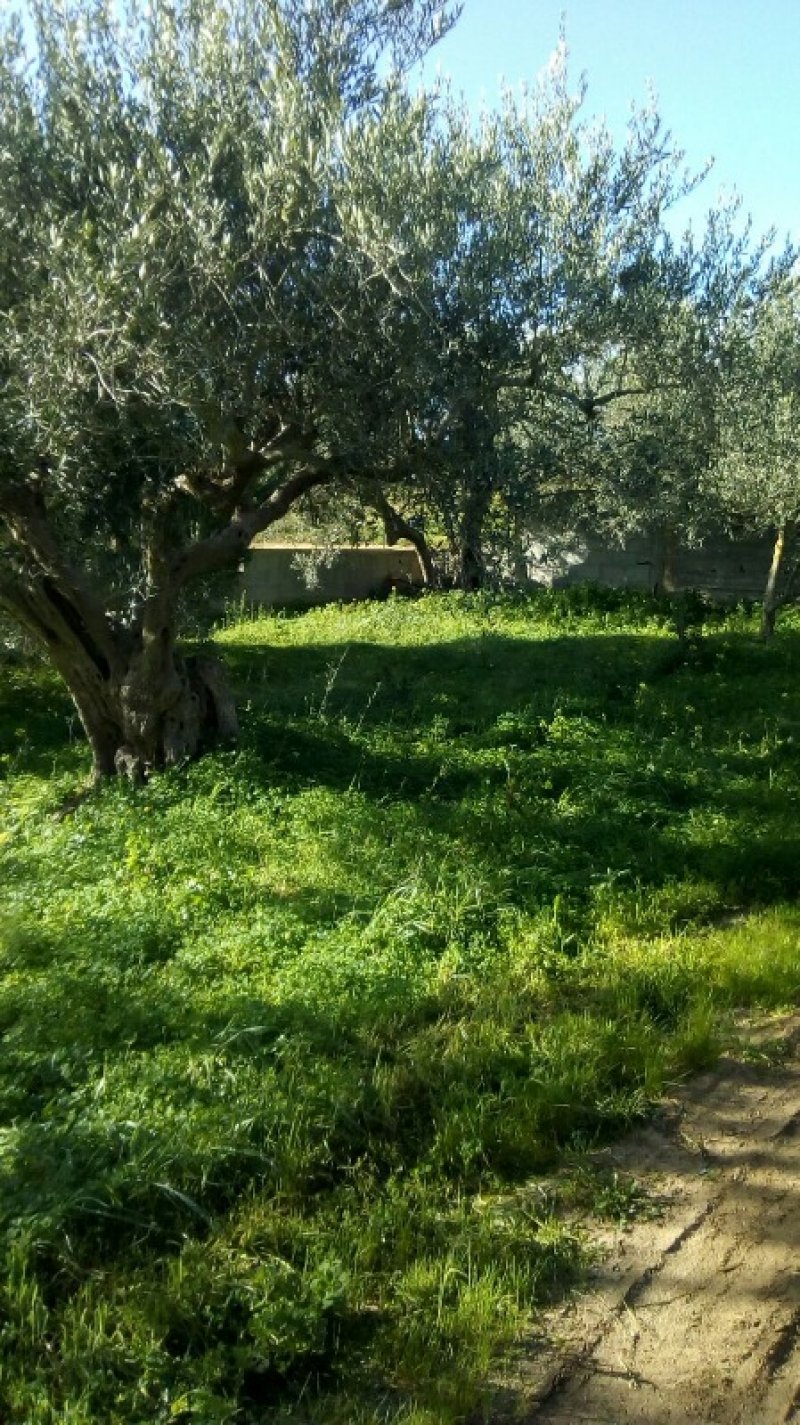Palermo terreno coltivato a uliveti con casa a Palermo in Vendita