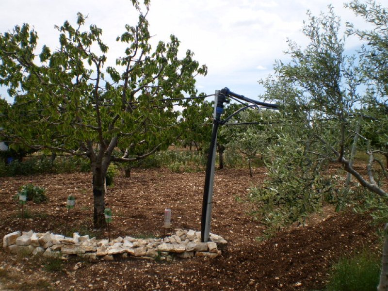 Ruvo di Puglia ciliegieto e uliveto a Bari in Vendita