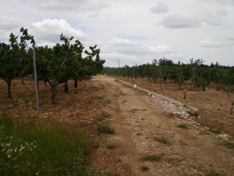 Ruvo di Puglia ciliegieto e uliveto a Bari in Vendita