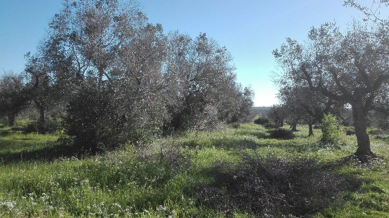 Casarano terreno agricolo con ulivi a Lecce in Vendita