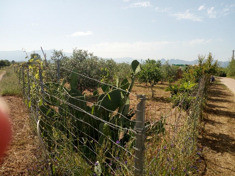 Girasole terreno agricolo a Ogliastra in Vendita