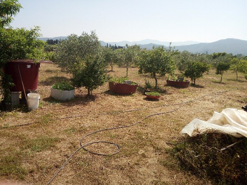 Girasole terreno agricolo a Ogliastra in Vendita