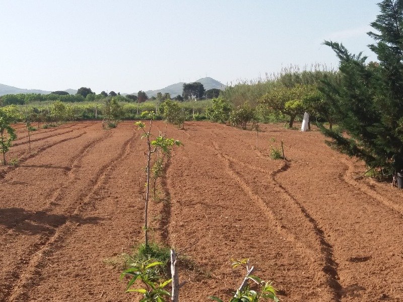 Balestrate terreno agricolo a Palermo in Vendita