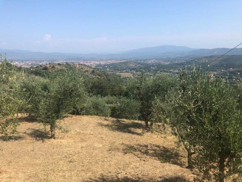 Montevarchi oliveto in posizione panoramica a Arezzo in Vendita