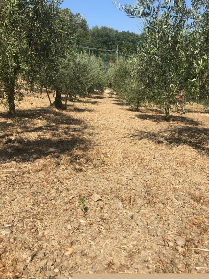 Montevarchi oliveto in posizione panoramica a Arezzo in Vendita