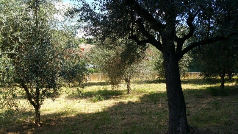 Ascoli Piceno terreno agricolo a Ascoli Piceno in Vendita