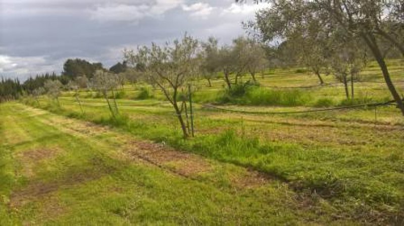 Alghero zona monte Pedrosu terreno agricolo a Sassari in Vendita