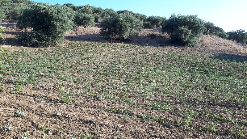 Bagheria terreno in contrada Ranteria Incorvino a Palermo in Vendita