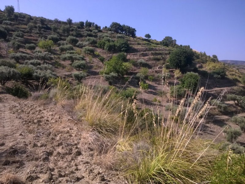 Caronia terreno agricolo a Messina in Vendita