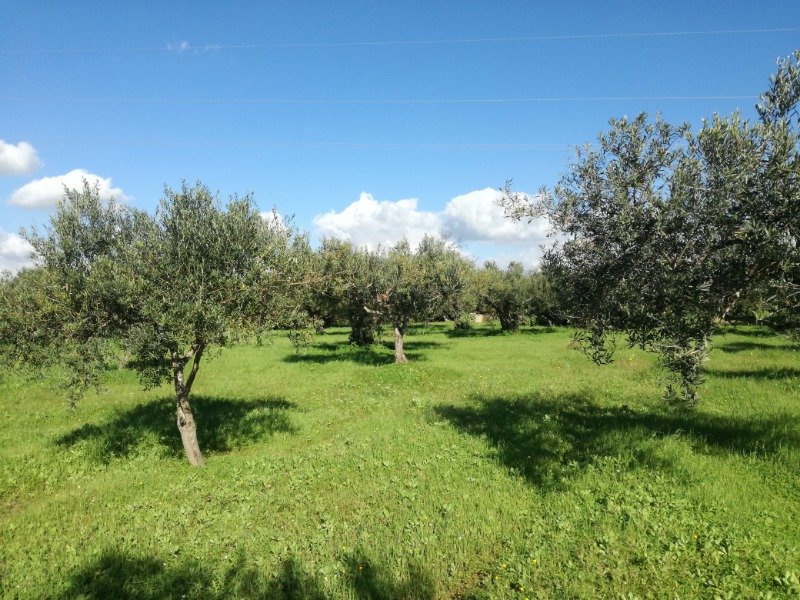 Sciacca terreno agricolo in zona piana Scunchipani a Agrigento in Vendita