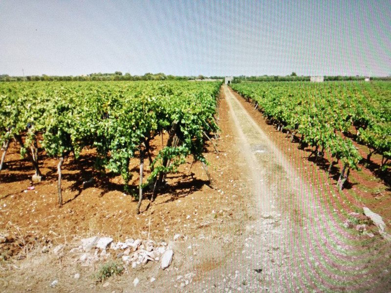Manduria terreno agricolo a Taranto in Vendita