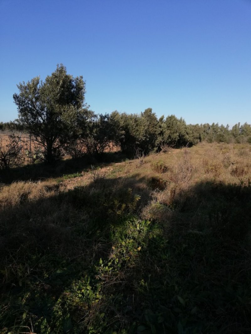 Terreno agricolo nell'agro di Uta a Cagliari in Vendita