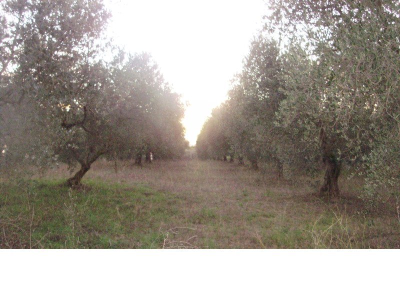 Magliano in Toscana terreno agricolo a Grosseto in Vendita