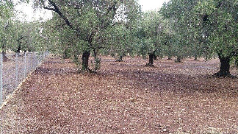 Latiano oliveto secolare in localit Sardella a Brindisi in Vendita