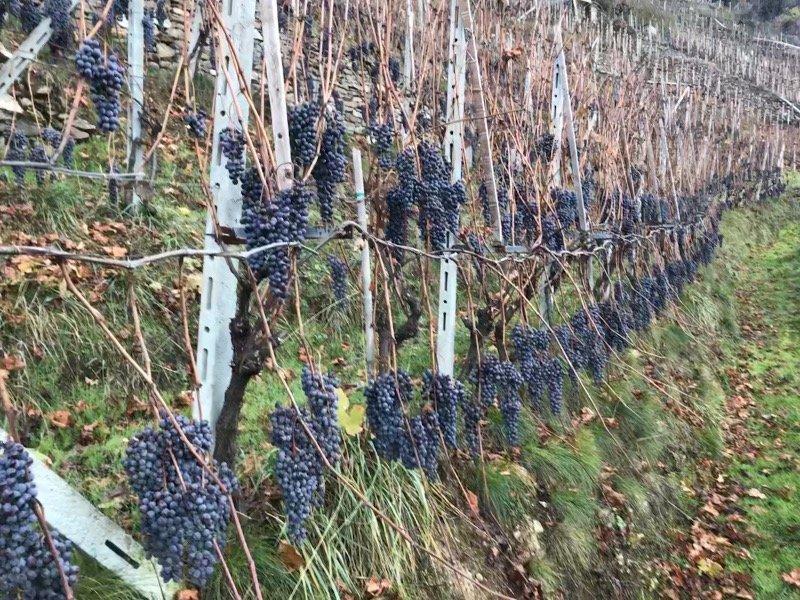 Tirano azienda vitivinicola a Sondrio in Vendita