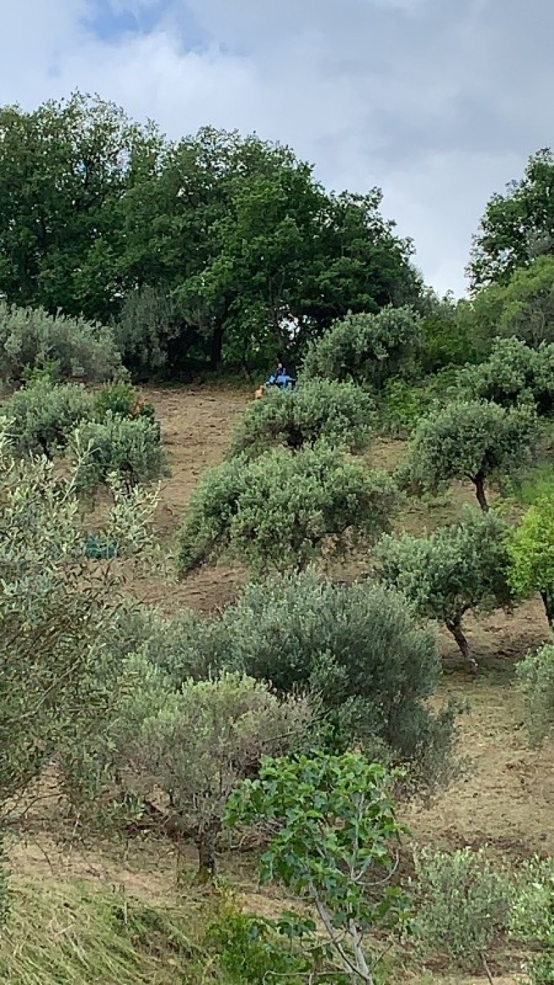 Agropoli terreno agricolo con rudere diruto a Salerno in Vendita