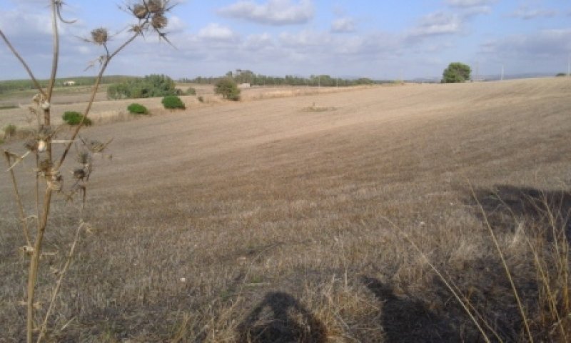 Olmedo terreno agricolo a Sassari in Vendita