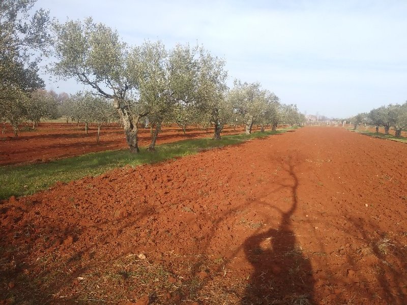 San Lorenzo di Umago fertile terreno agricolo a Croazia in Vendita