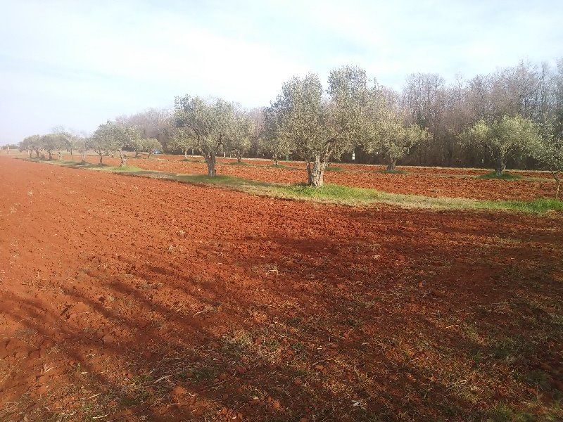 San Lorenzo di Umago fertile terreno agricolo a Croazia in Vendita