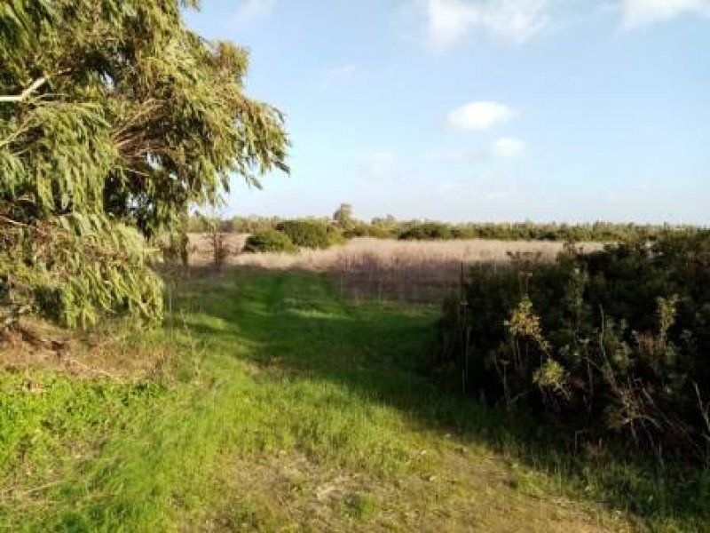 Alghero terreno agricolo pianeggiante a Sassari in Vendita