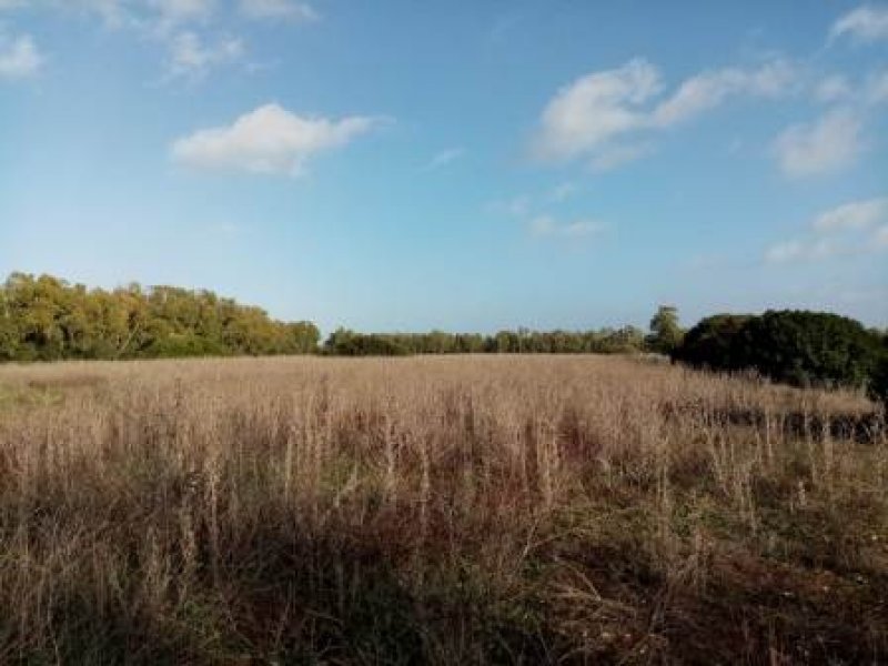 Alghero terreno agricolo pianeggiante a Sassari in Vendita