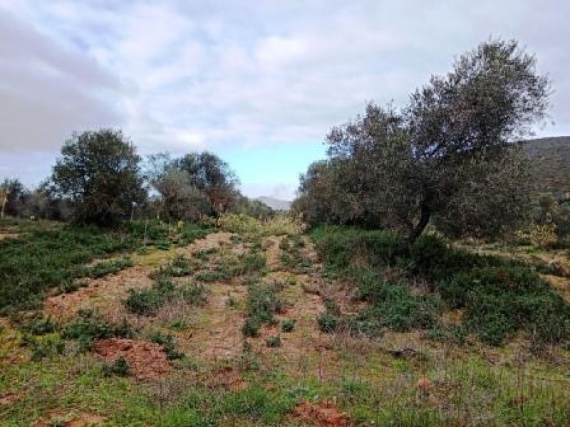 Alghero Agro terreno agricolo con bifamiliari a Sassari in Vendita