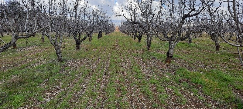 Ruvo di Puglia terreno agricolo a Bari in Vendita